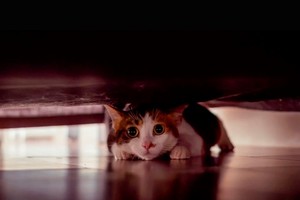Los gatos buscan refugios seguros cuando se sienten vulnerables.